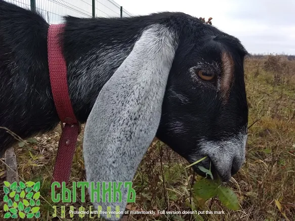 Чистокровные нубийские козы на ферме в Подмосковье