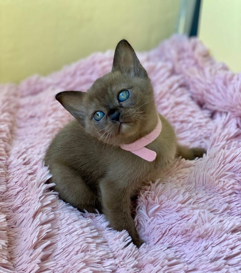 Бурманский котенок