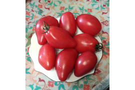 сорт гном Десперадо