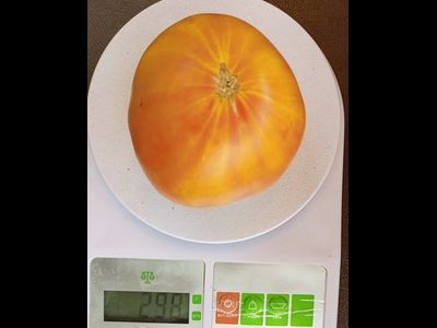 Томат Желтый полосатый Кармеллы (Carmella’s Yellow Stripes)