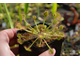 Drosera Rotundifolia | Росянка Круглолистая