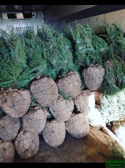 Сетка для кома d450х1,27мм (упаковка 50 шт.) Ромашка