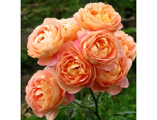 Леди оф Шалот (Lady of Shalott) - описание, фото и отзывы на Rozariym.ru