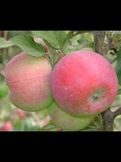 Восход Кубани (яблоня)