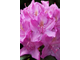 Рододендрон Roseum Elegans
