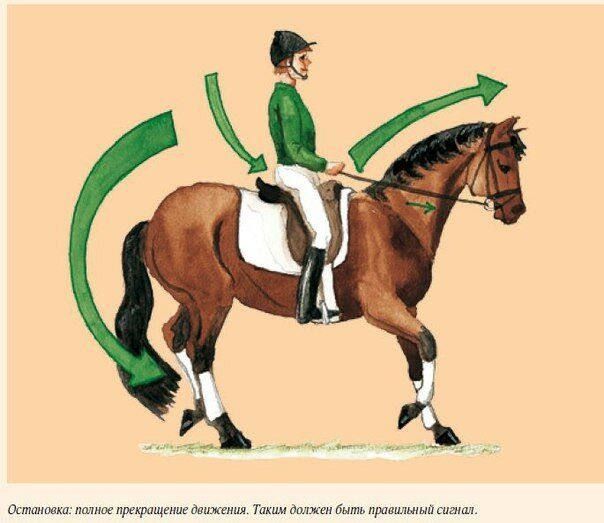 Рабочая тропа конный спорт схема