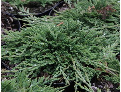 Можжевельник горизонтальный Pancake, 2,0 л