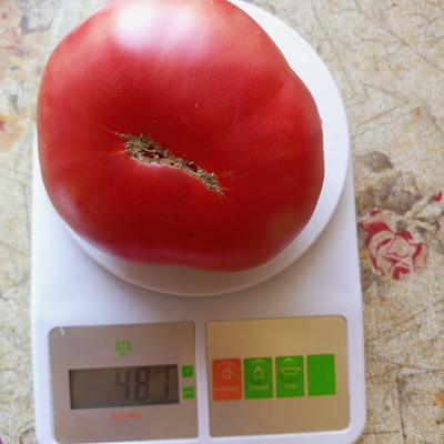 Томат Немецкий красный бабушки Кентрел (Granny Cantrell’s German), Канада