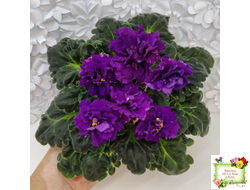 ЛФ-Лилия (Л. Федосеева) 2019 г.