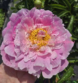 Paeonia Queen bee