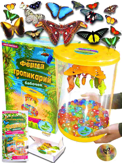Тропикарий-ферма Бабочек 14 куколок разные виды