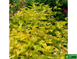 Дерен белый "Дартс Голд"