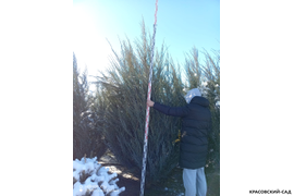 Можжевельник Блю Эрроу 3 метра - посадка зимой - Красовский-Сад.рф