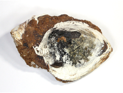 Керченит, Вивианит в раковине, Крым, Керчь (116*75*50 мм, 409 г) №17918