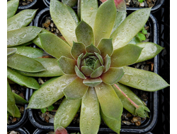 Sempervivum 'UNICORN’ - розетка