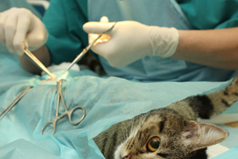 Хирургия животных
