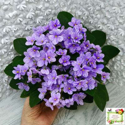 ГЕА-Весёлый Клоун (Е. Галицкая) 2024 г. трейлер