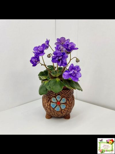 Milady (C.Russell) 01/21/1981 (гёрл-лист)