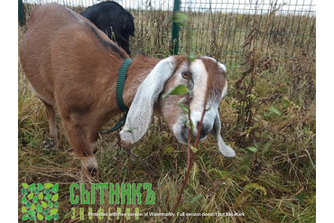 Фермерские животные на нашем хозяйстве