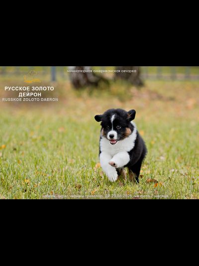 мальчик ГОЛУБОЙ ошейничек Д-2025, mas