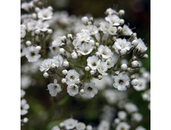 Гипсофила метельчатая Паникулята Уайт (Paniculata White)