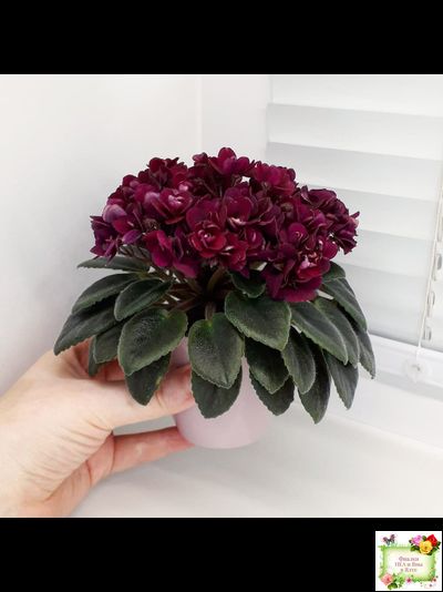 Precious Red (H. Pittman) (9724) 01/15/2007