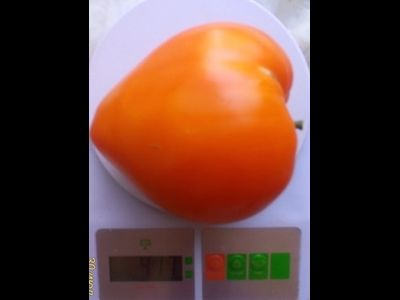 Томат Ночная свеча (Night Candle)