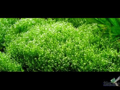 Риччия плавающая (Riccia fluitans)