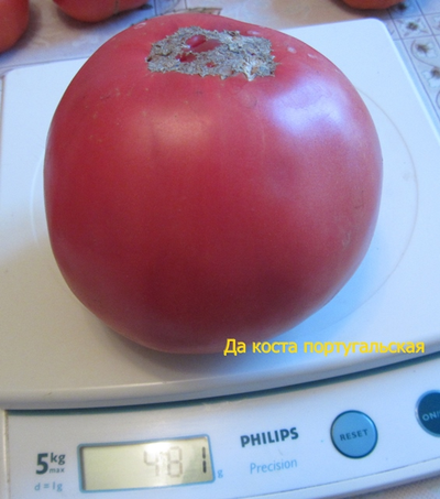 Томат Дакоста португальская (DaCosta's Portuguese)