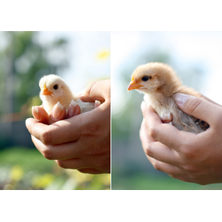 D0417 Цыпленок