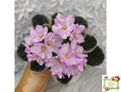 Rivermist Beguiling (J. Baker) (10971) 04/13/2018