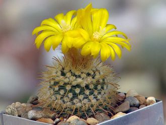 Parodia sanagasta v. grandiflora - 5 семян