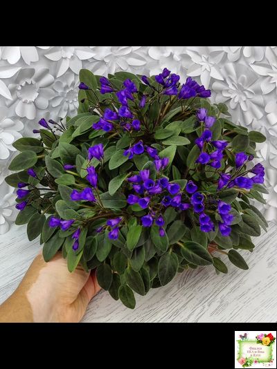 Vallarta Campanas Moradas (G.Beck) трейлер