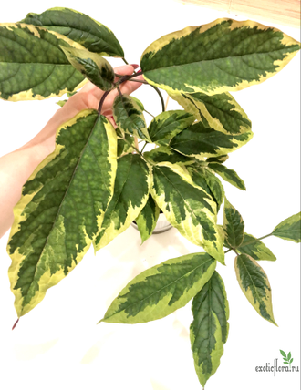 Clerodendron Qadriloculare Variegated / Клеродендрум фейерверк вариегатный