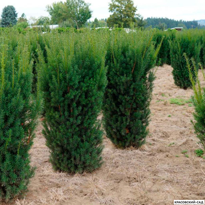 Тис средний Хилли - Hillii