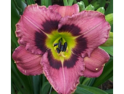 Лилейник Олвейс Либерти (Always Liberty)