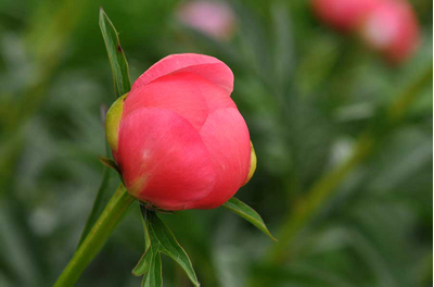 Пион Coral Charm  (Корал Чарм)