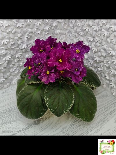 РМ-Финикийская Принцесса (Н. Скорнякова) 2023 г.