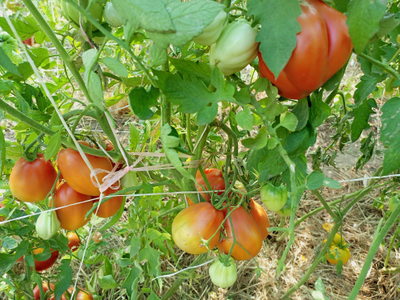 Томат Клубничный (Fragolone), Италия