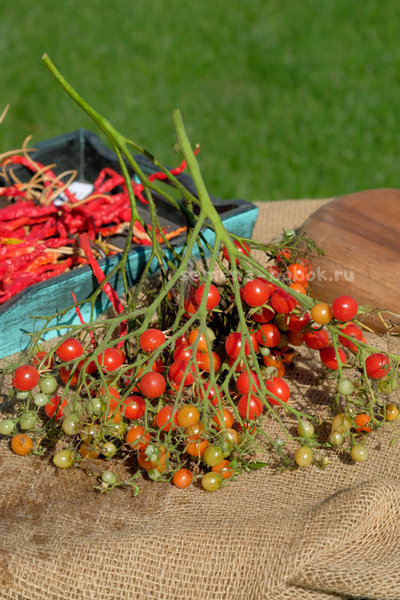 Томат Myrium (Муриям), 10 шт