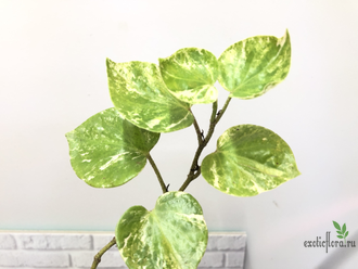 Перчик вариегатный / Piper sp. variegated