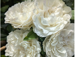 Уайт Диадем