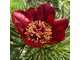 Paeonia tenuifolia ф.25