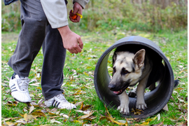 Барвиттера Эйханшах (Росс Лайн Кербер х Барвиттера Тайша)