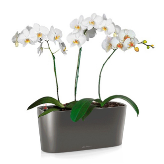 Орхидея Фаленопсис + DELTA 20