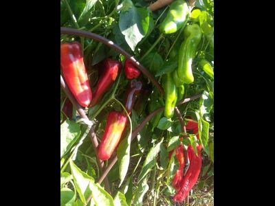 Перец сладкий Тронтароло (Trontarolo) Италия