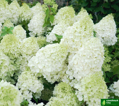 Гортензия метельчатая "Polar Bear" (Полярный Медведь)