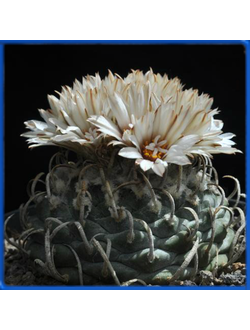 Turbinicarpus klinkerianus 'lilinkeuiduus'