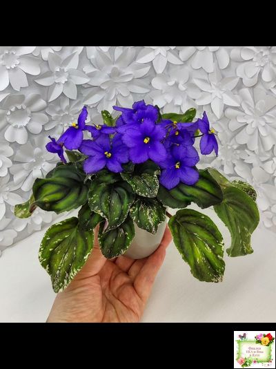 LV-БИГ (Л. Шевелева) 2024 г. трейлер (пасынок сорт посажен 15.08.25)