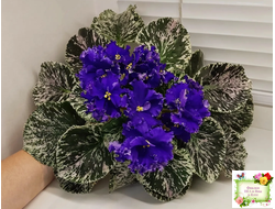 ЛЕ-Демо (Е. Лебецкая) 2014 г.